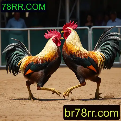 Rinha de galos